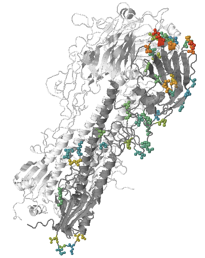 Mutations with antigenic effects highlighted on a HA structure