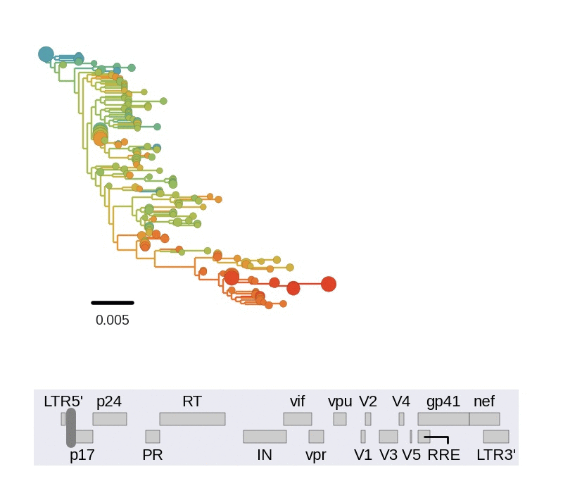 Trees of longitudinally sampled sequences in various parts of the
HIV-1