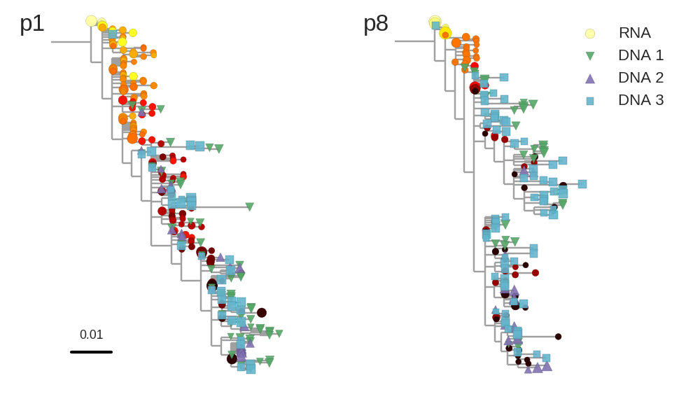 RNA_DNA