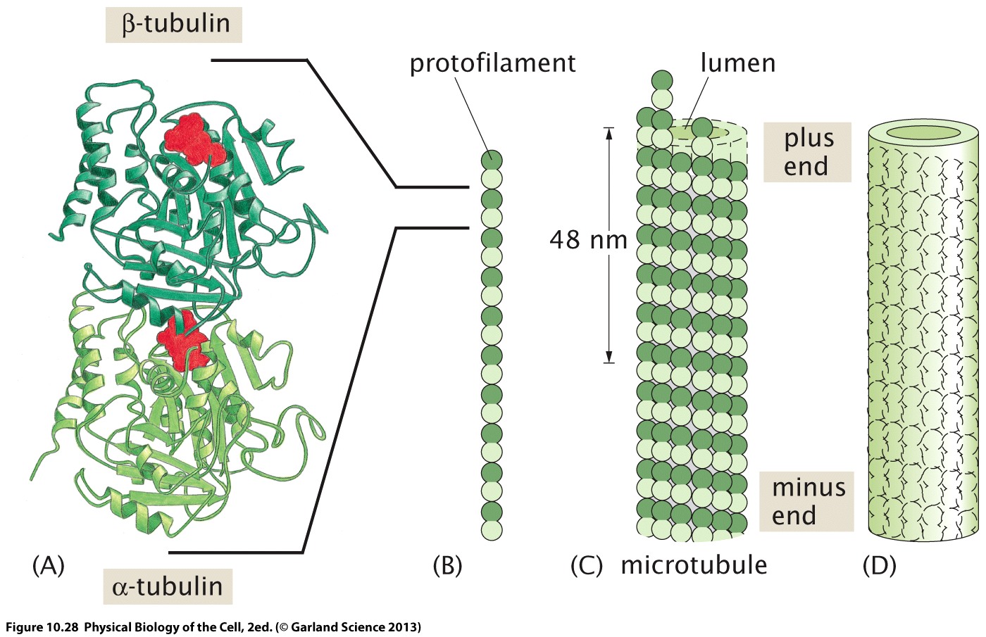 microtubuli